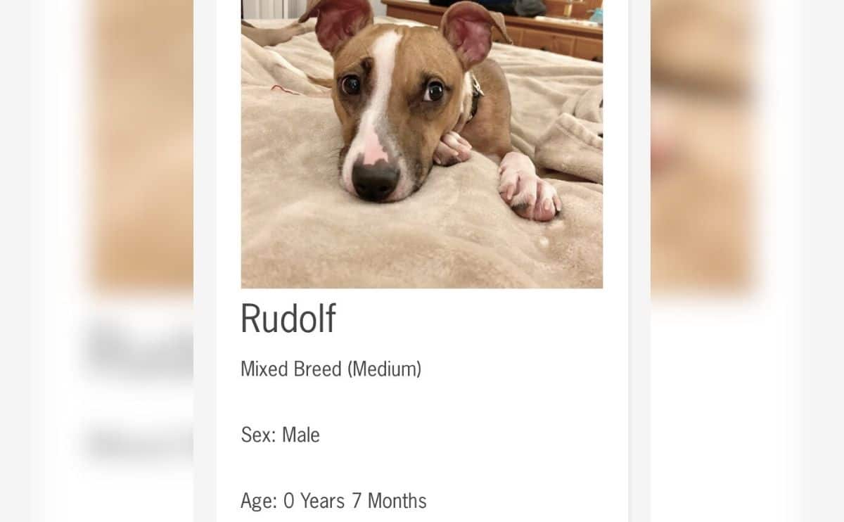 Rudolph adoption posting.