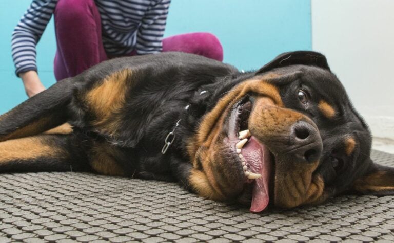 10 Rottweiler Health Issues Vets Wish You Knew Sooner - Canine Journal