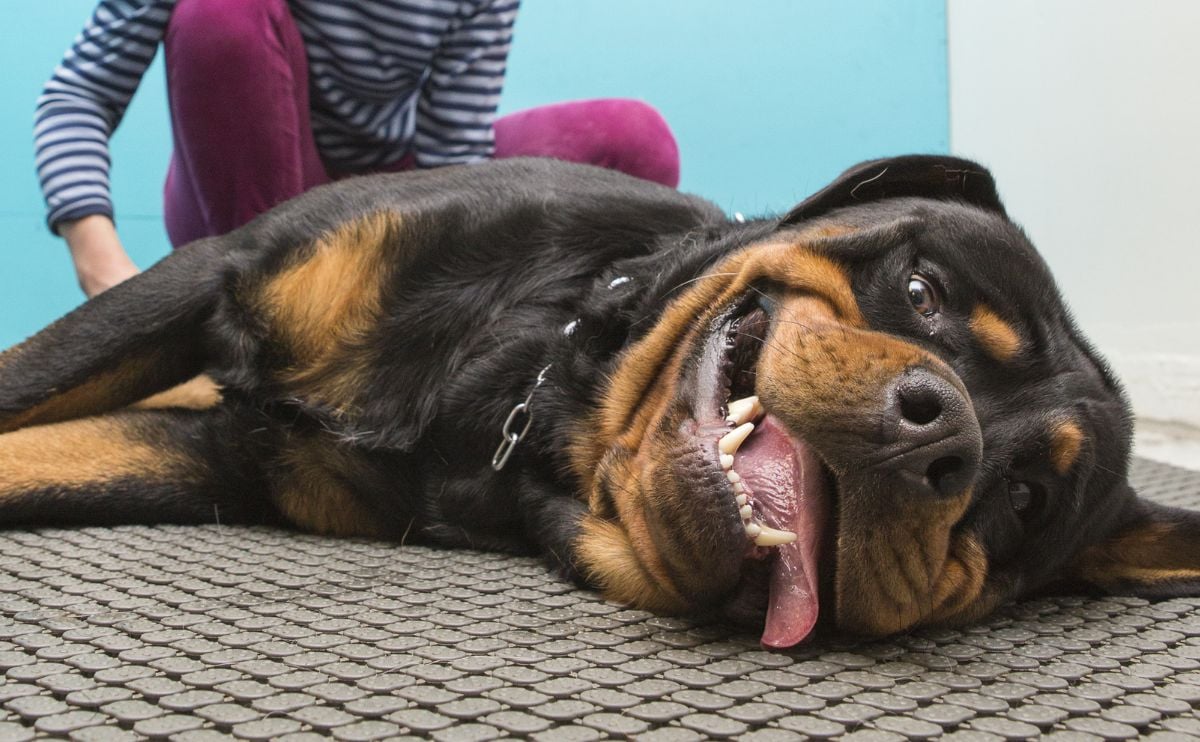 Rottweiler Well being Problems: 10 Well being Considerations For Rotties