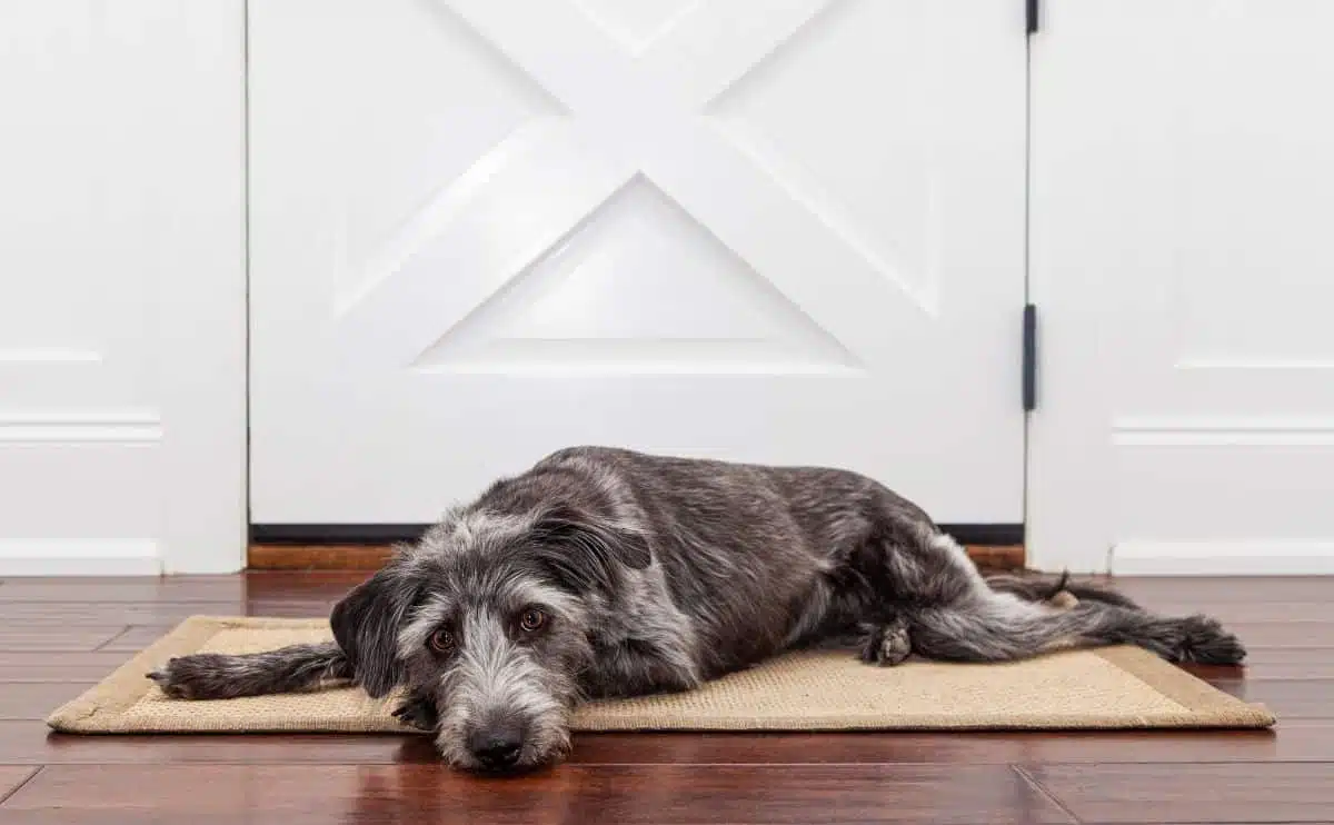 sad dog laying by the door