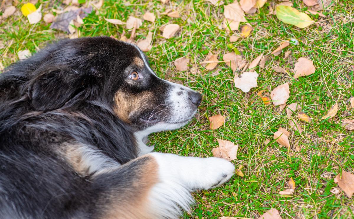 Causes, Signs, Therapy & Extra