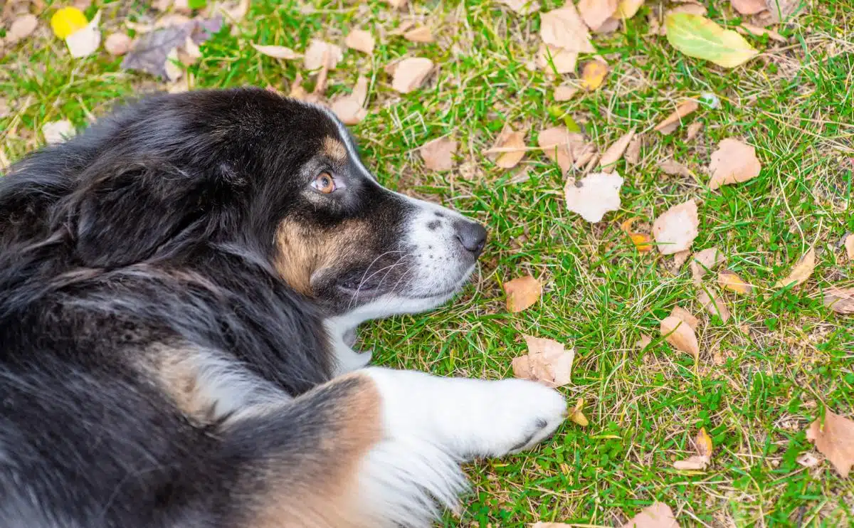 sad dog laying in the grass with leaves