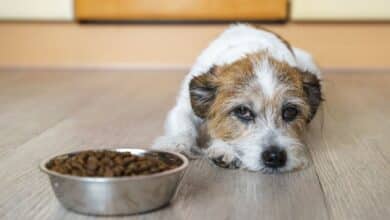 Sad dog laying next to a bowl of food.