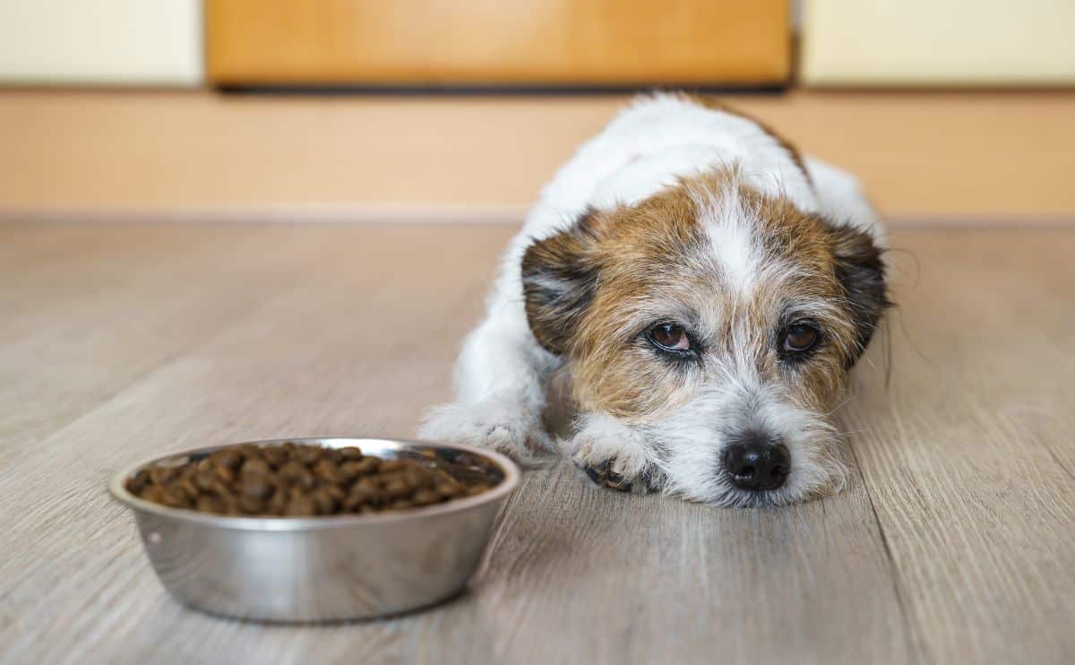 Sad dog laying next to a bowl of food.