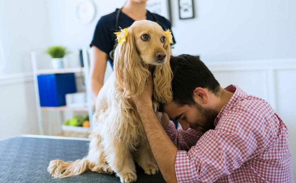 Sad dog owner crying because of a bad diagnosis of her sick old cocker spaniel at the vet hospital.