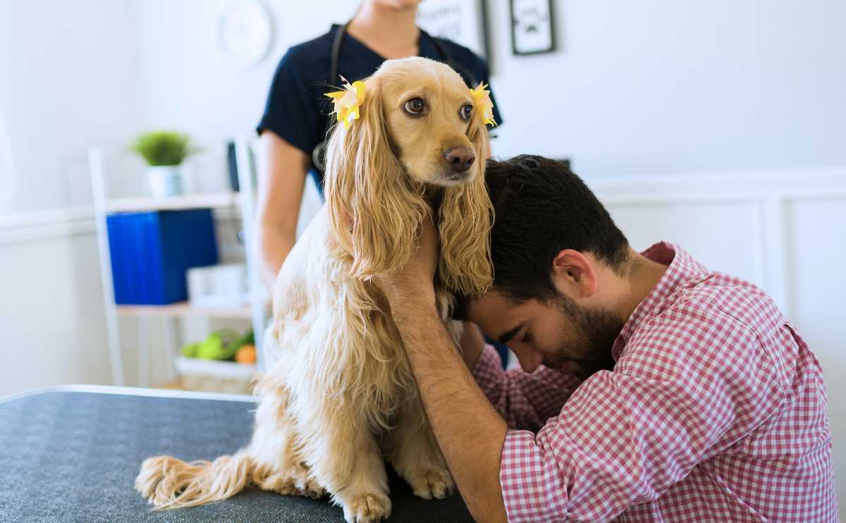 A sad dog owner crying because of a bad diagnosis of her sick old Cocker Spaniel at the vet hospital.