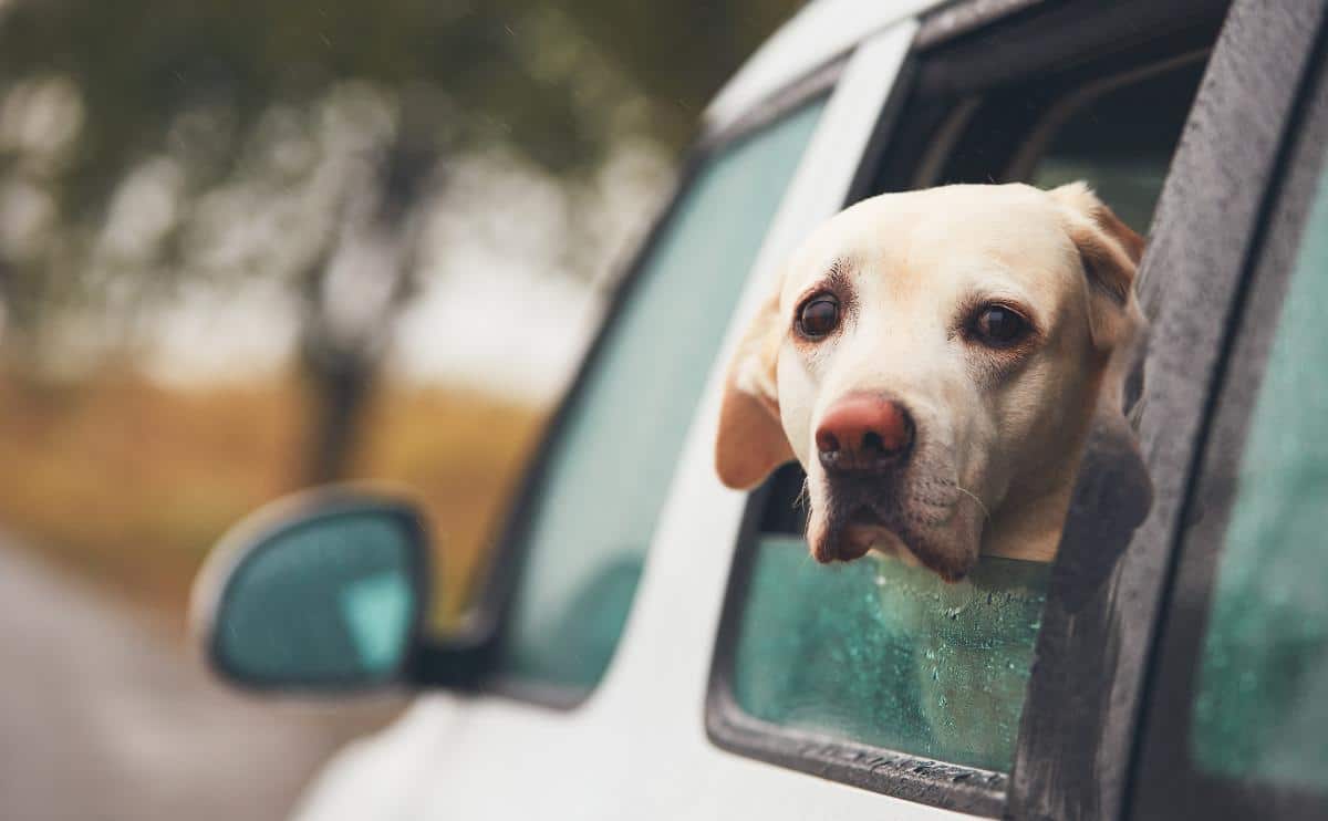 sad dog with head out window of a car