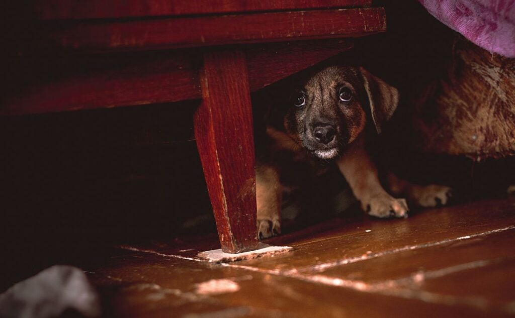 Sad puppy hiding under furniture.