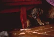 Scared puppy hiding under furniture.