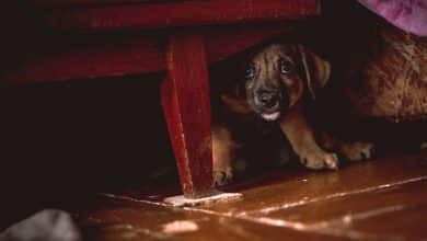 Scared puppy hiding under furniture.