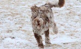 Saint Berdoodle running in snow