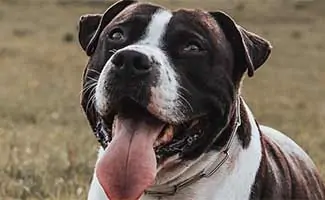 Saint Pitbull
