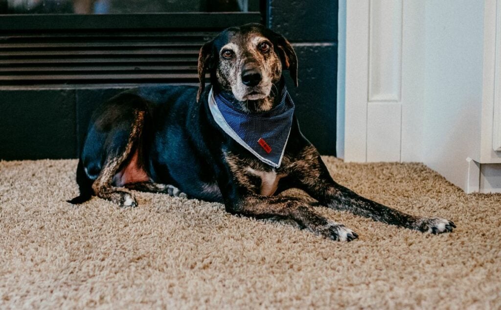 Sally coonhound mix laying in living room.