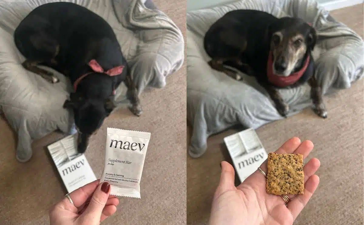 Maev Dog Food Review Raw Subscription, Bone Broth & Supplements