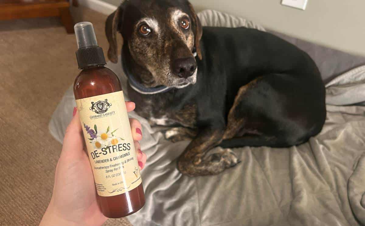 Kimberly holding bottle of Aromatherapy Freshening & Shining Spray For Pets in front of her dog laying on the bed.