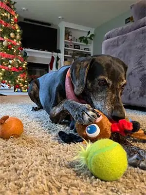 Sally black dog laying on carpet with holiday toys from BarkBox