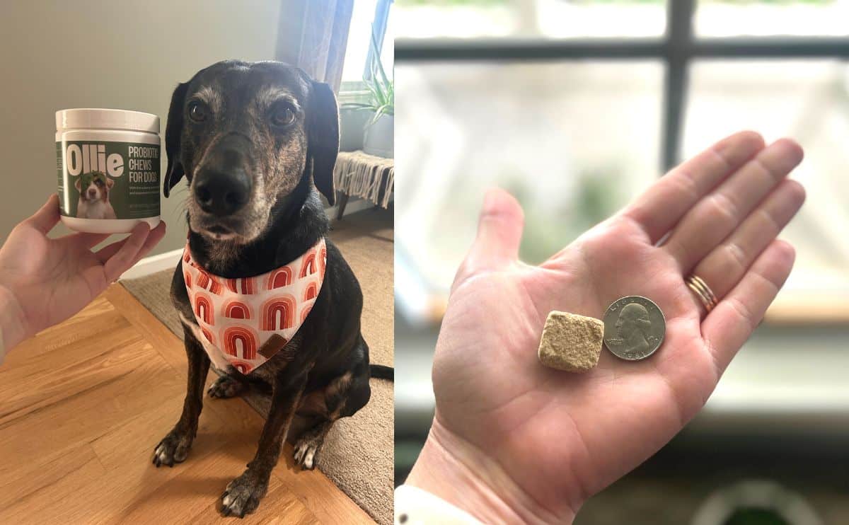 sally dog with ollie probiotic package and hand holding chew next to a quarter