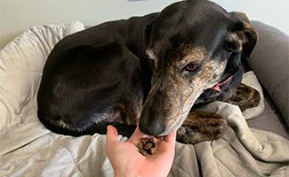 Sally the dog with a handful of holistic dog food under nose