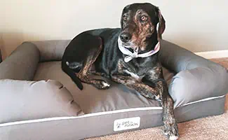 Sally the dog in Pet Fusion Bed