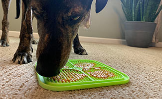 top dog toy brands