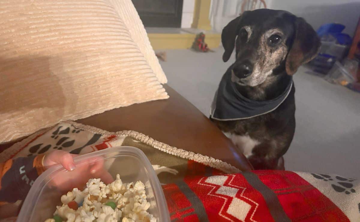 Sally the dog sitting on floor watching her human eat popcorn sitting on sofa.