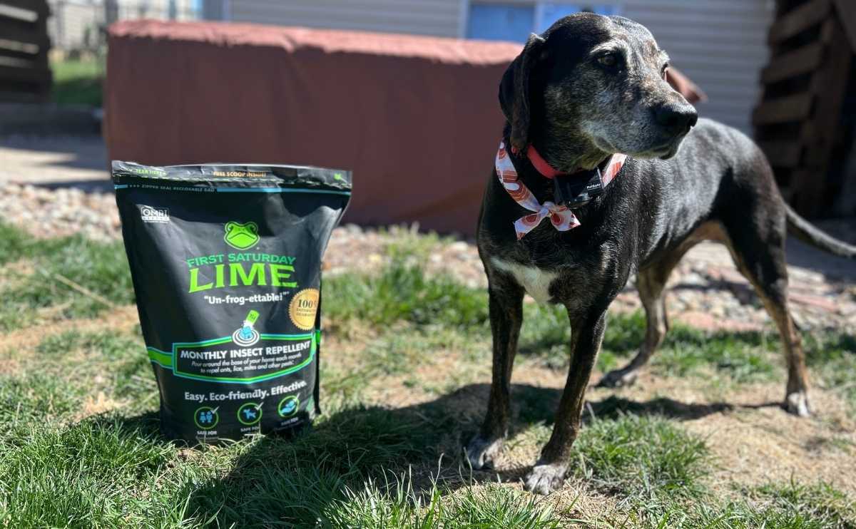 Sally the dog with First Saturday lime bag in yard.