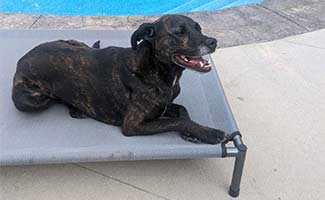 Dog on Hyper Pet Elevated Bed