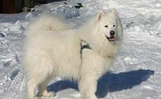 Samoyed