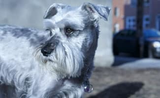 Miniature Schnauzer