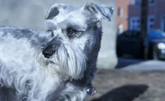 Miniature Schnauzer