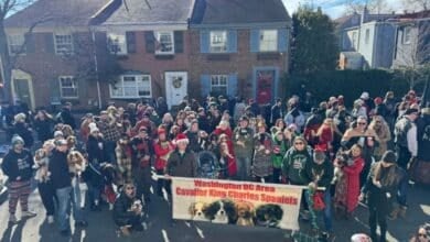 Scottish parade in Old Town group photo with Cavaliers King Charles Spaniels.