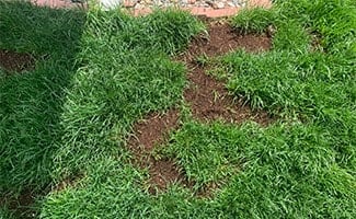 Scott's EZ Seed Dog Spot Repair in yard