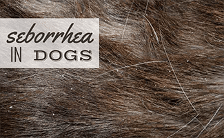 Seborrhea on a dog (Caption: Seborrhea in dogs)