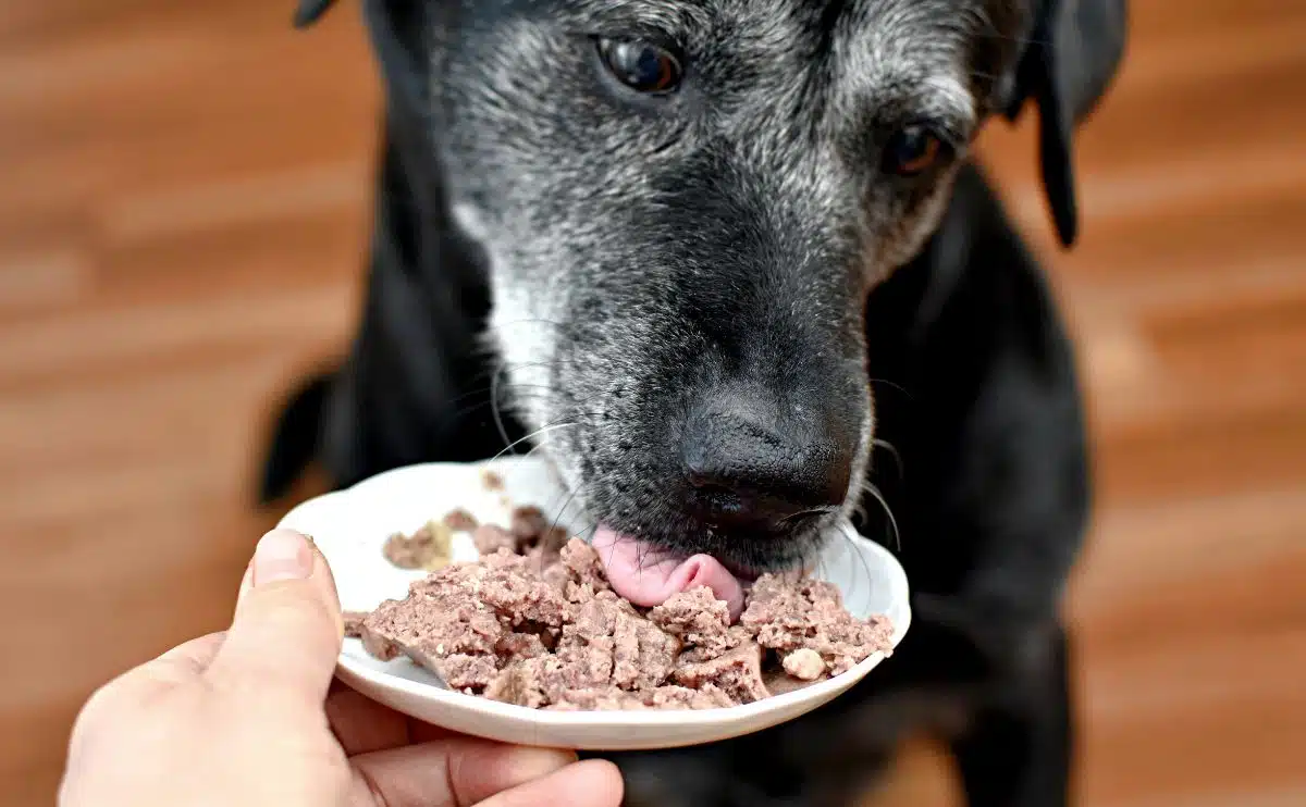 senior black dog eating wet food off a person holding a plate