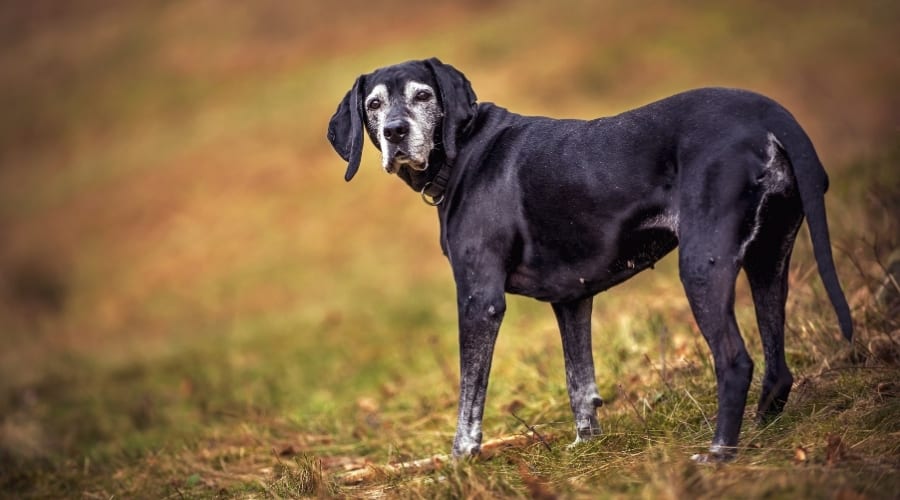 Senior dog in a field