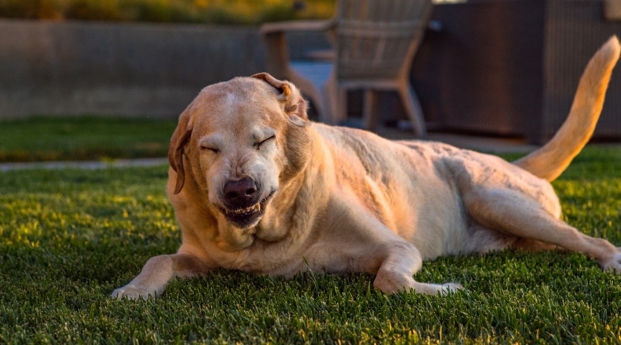 Senior Dog Laying on Grass