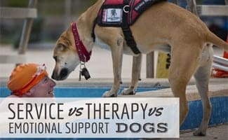 Service Dog vs Therapy Dog vs Emotional Support Dogs Service dog with handicapped swimmer (caption: Service vs Therapy vs Emotional Support Dogs)