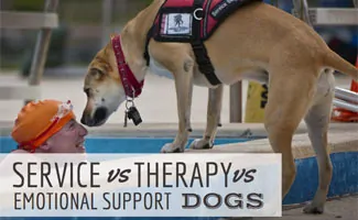 Service dog sniffing woman in pool (Caption: Service vs Therapy vs Emotional Support Dogs)(