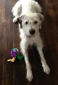 Seton's dog with Toy