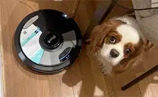 Cavalier looking up at the camera standing next to a Shark AI Ultra robot vacuum cleaning in action on hardwood floors