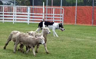 Sheep Dogs at Work