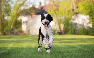 Shepadoodle running in grass