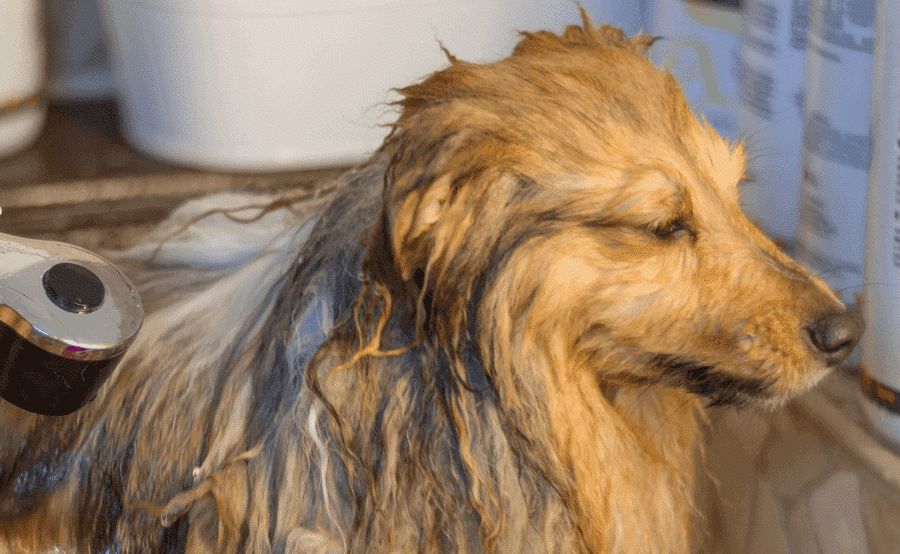 Sheltie dog taking a bath.