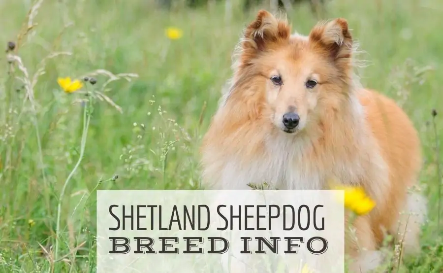 Sheltie in field with flowers (Caption: Shetland Sheepdog Breed Info)