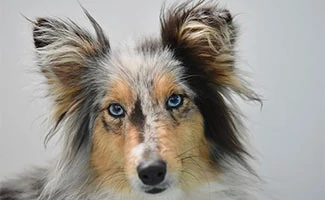 Shetland Sheepdog