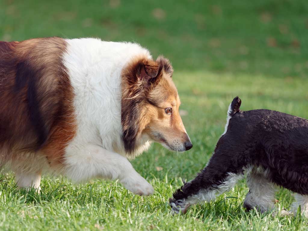 Beautiful tricolor Shetland sheepdog running and sniffing the Schnauzer's ass, typical dog behavior to get to know each other.