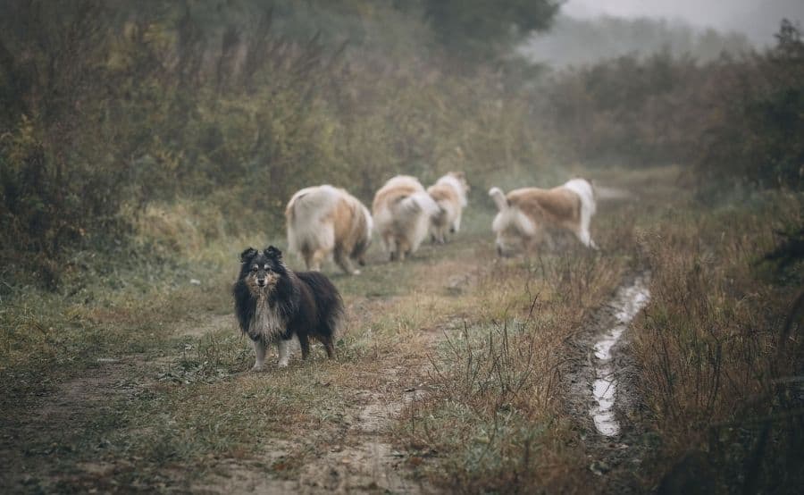 Herd of Sheltie dogs in field.
