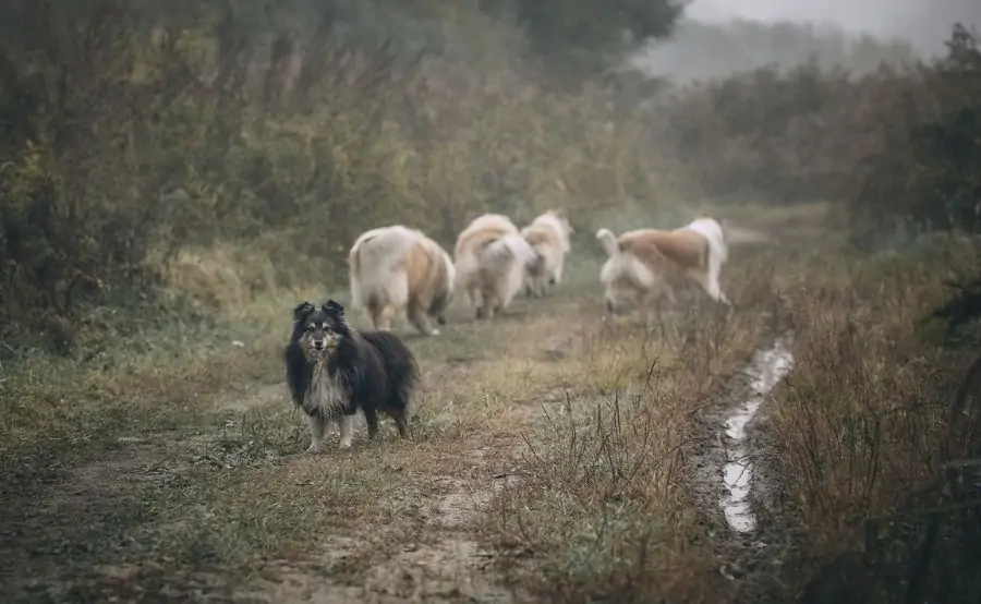 Sheltie herding best sale sheep