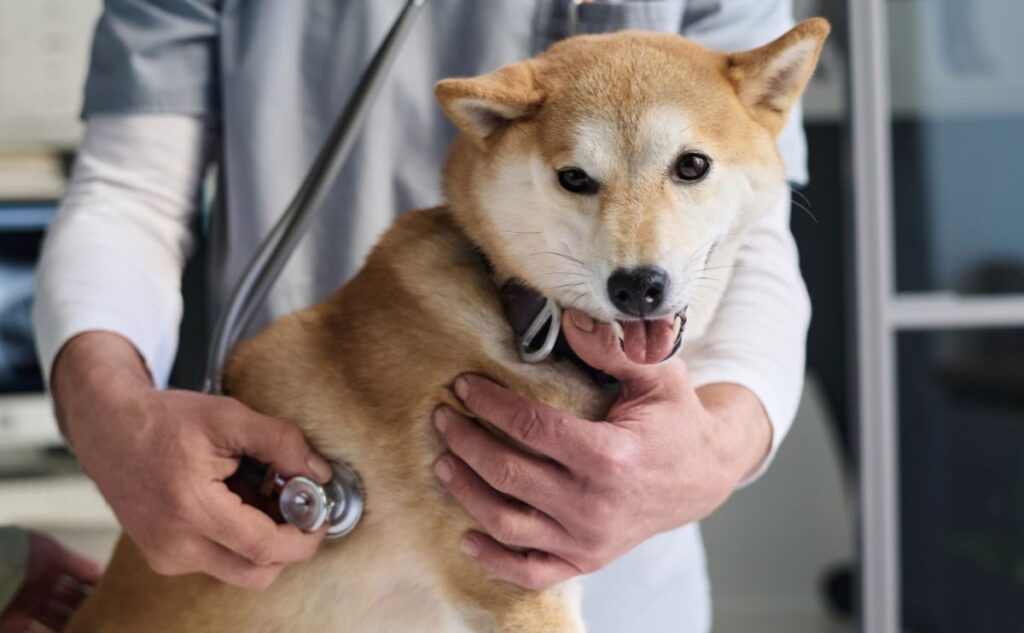 Shiba Inu at the vet.