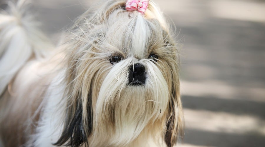 Shih Tzu